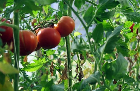 Nasveti za sadike paradižnika