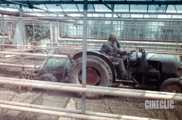 Kako so škropili paradižnike v rastlinjakih FOTO Cineclic