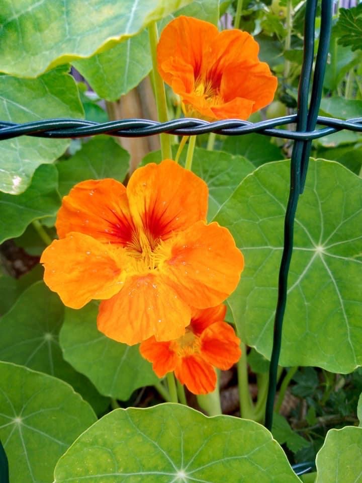 Nasturtium - čudežna rastlina, ki bi morala biti na vsakem vrtu: Dedek me je naučil, kaj zmore!