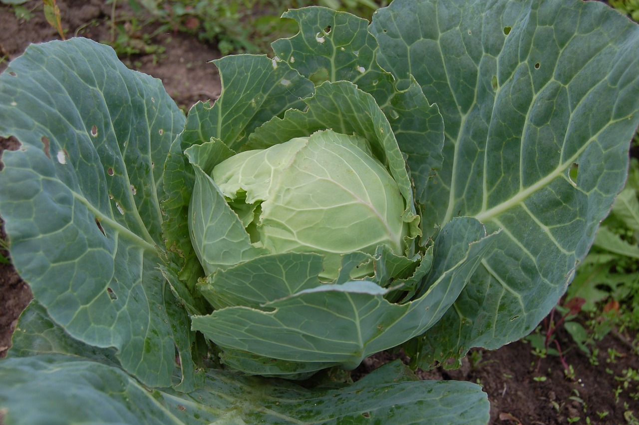 Traja le 3 dni in shujšali boste iz pasu in z obraza: Hitra zeljna dieta - 3 kg v 3 dneh in veliko hitrejše izgorevanje!