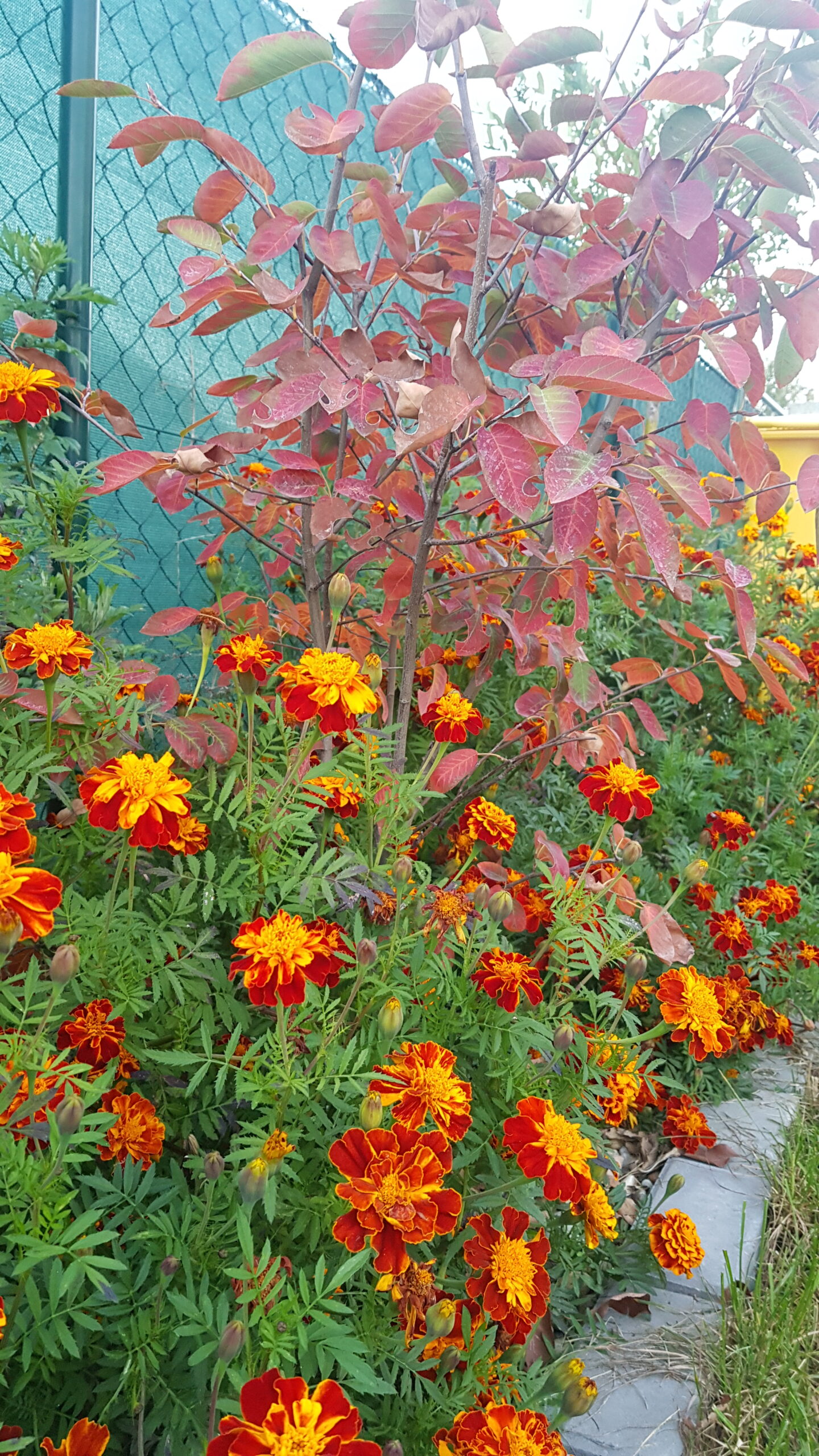 Skoraj vsak ima na svojem vrtu te oranžne rože: Ljudje pa nimajo pojma, kaj lahko naredijo - postavim jih na okna in pred vrata!