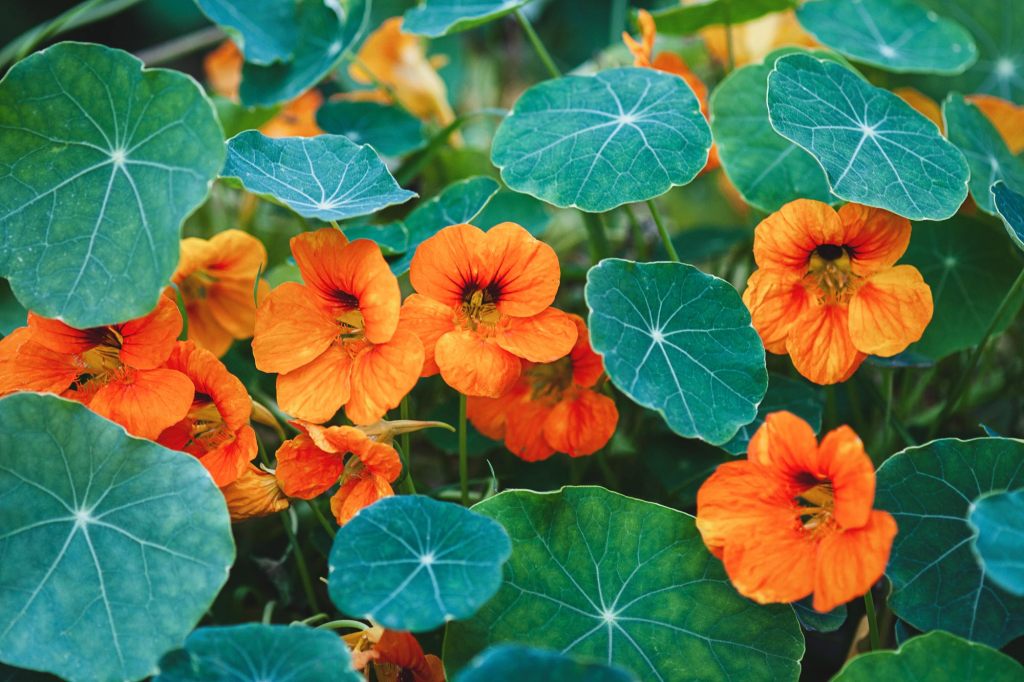 Nasturtium