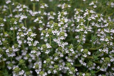 Timijan (Thymus vulgaris)