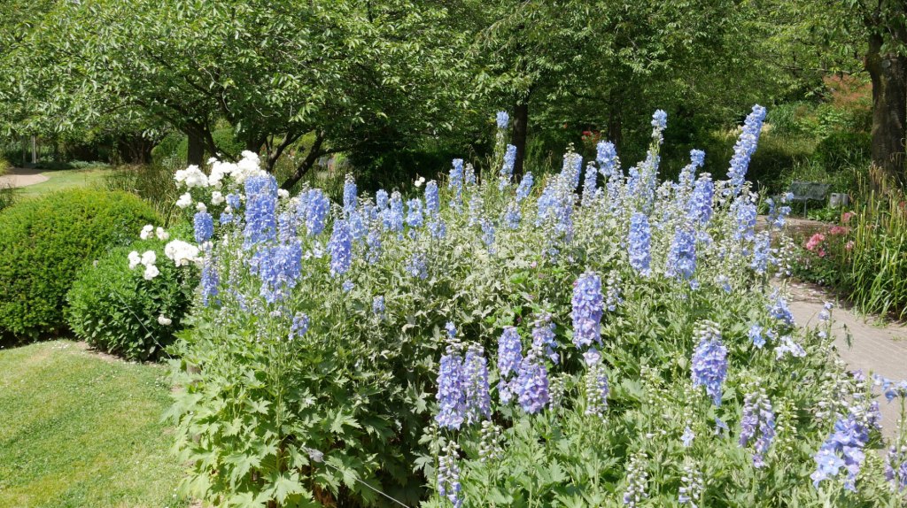 Delphinium na vrtu.